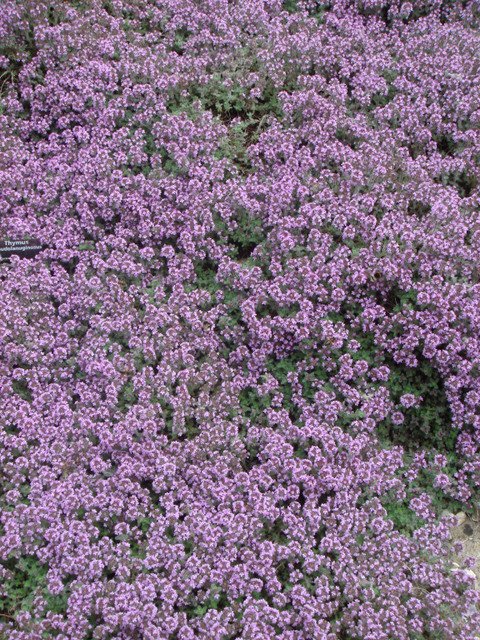 Thymus pseudolaluginosus